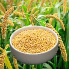 foxtail millet For Product
