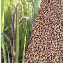 kodo millet For Product