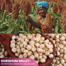 sorghum flour (ज्वार आटा) For Product